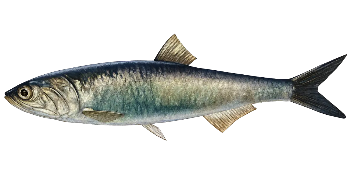 Anchoveta (Engraulis ringens)