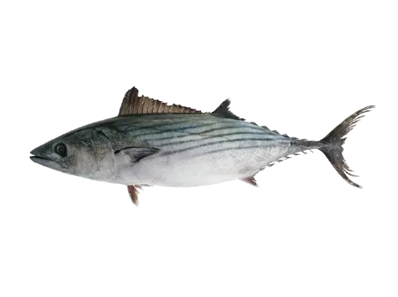 Bonito (Sarda sarda / Sarda chiliensis)