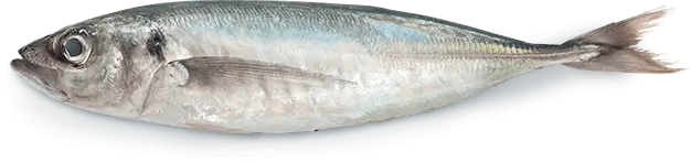 Jurel (Trachurus murphyi)